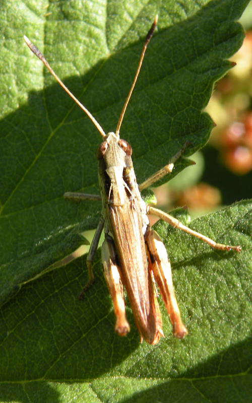 Gomphocerippus rufus (Acrididae)